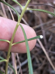 Asclepias stenophylla