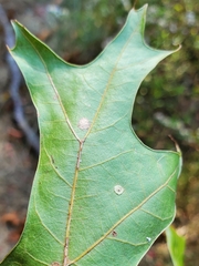 Polystepha globosa