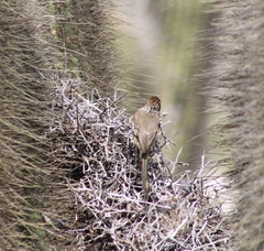 Leptasthenura aegithaloides