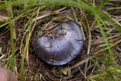 Phlegmacium velicopium