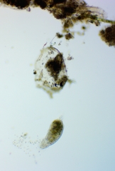 Hypotrichia
