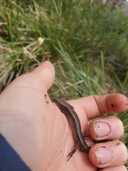 Lampropholis delicata