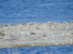 Pluvialis squatarola