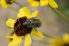 Geoborus rugipennis