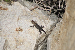 Sceloporus orcutti