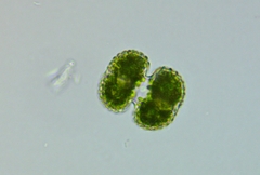 Cosmarium
