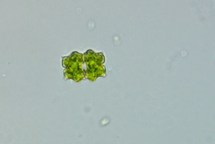 Euastrum abruptum