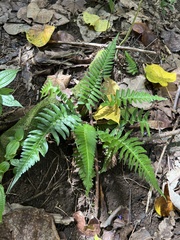 Blechnum appendiculatum