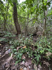 Blechnum appendiculatum