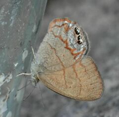 Cyllopsis pertepida