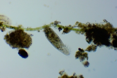 Hypotrichia