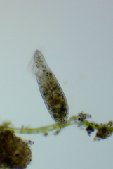 Hypotrichia