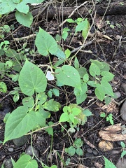 Polystemma guatemalense