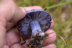 Phlegmacium velicopium