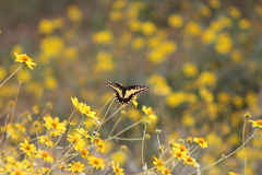 Papilio polyxenes rudkini