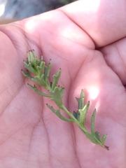 Bajacalia tridentata