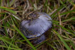 Phlegmacium velicopium