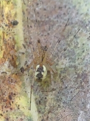 Pityohyphantes