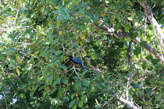Cyanocorax yucatanicus