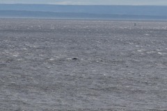 Balaenoptera acutorostrata