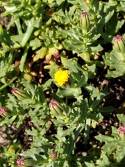 Bajacalia tridentata