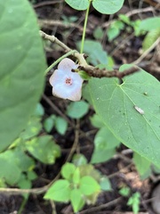 Polystemma guatemalense