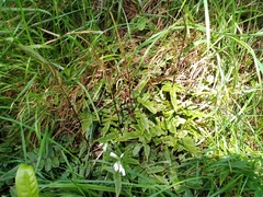Blechnum procerum