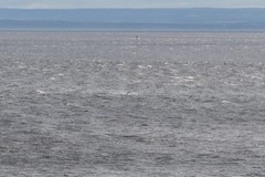 Balaenoptera acutorostrata