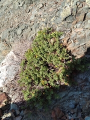 Bajacalia tridentata