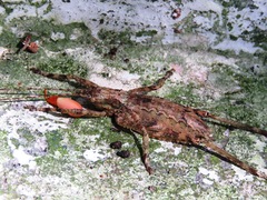 Orthoptera