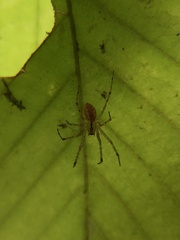 Pityohyphantes