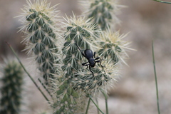 Moneilema semipunctatum