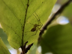 Pityohyphantes