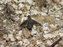 Poecilanthrax californicus