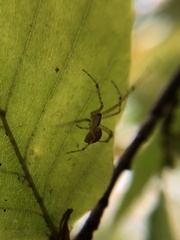 Pityohyphantes