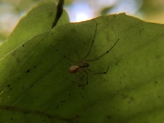 Pityohyphantes