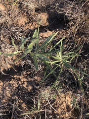 Asclepias viridiflora