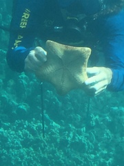 Culcita novaeguineae