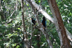 Cyanocorax yucatanicus