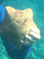 Culcita novaeguineae