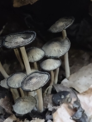 Coprinopsis