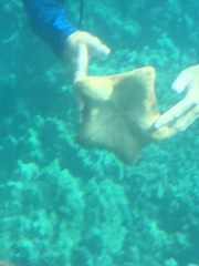 Culcita novaeguineae