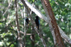 Cyanocorax yucatanicus