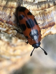 Episcaphula australis