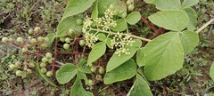 Cissus erosa
