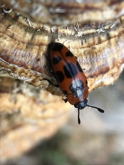 Episcaphula australis