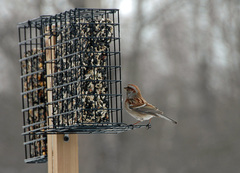 Spizelloides arborea