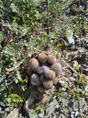 Mammillaria dioica dioica
