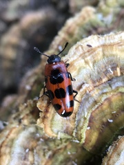 Episcaphula australis