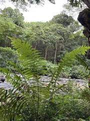 Thelypteridaceae